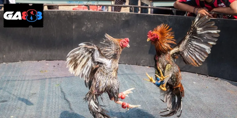 Hạn chế các sai lầm khi tập luyện cho gà chọi