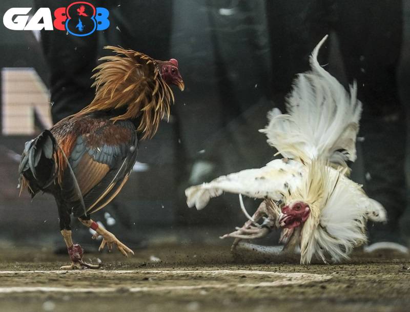 Thế đá hầu dễ khiến đối phương bị tổn thương nặng ngay tại sới